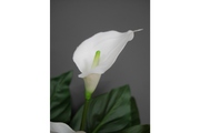 Artificial White Lily