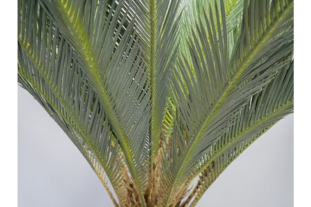 Artificial Cycad Plant - Realistic Faux Plants for Stylish Decor